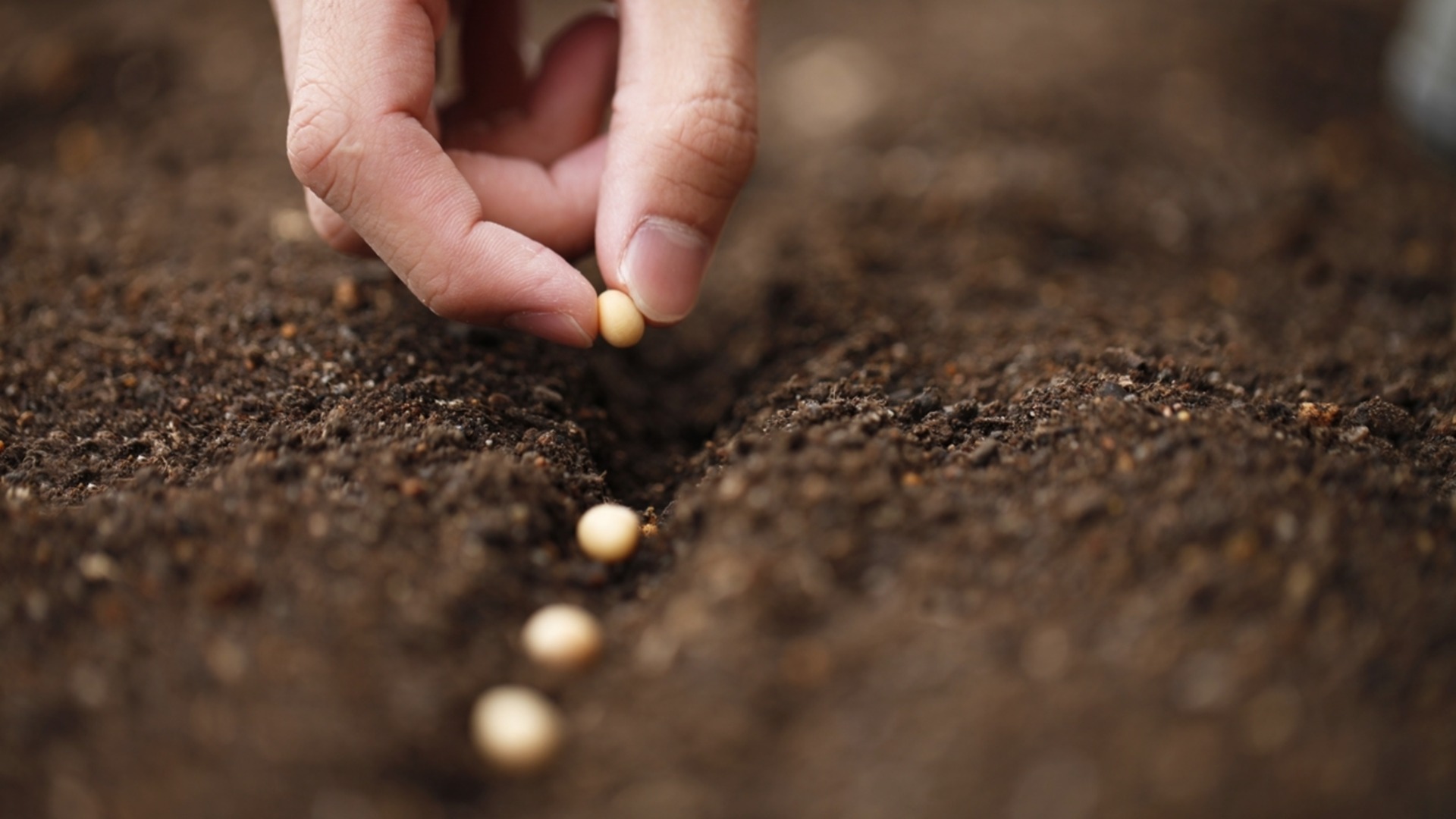 Однолетние растения, которые следует посадить до наступления холодов