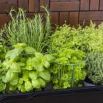 Мини-сад дома: травы, которые сможет вырастить каждый, даже без опыта