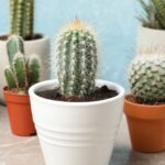 Можно ли удобрять кактусы кофейной гущей?