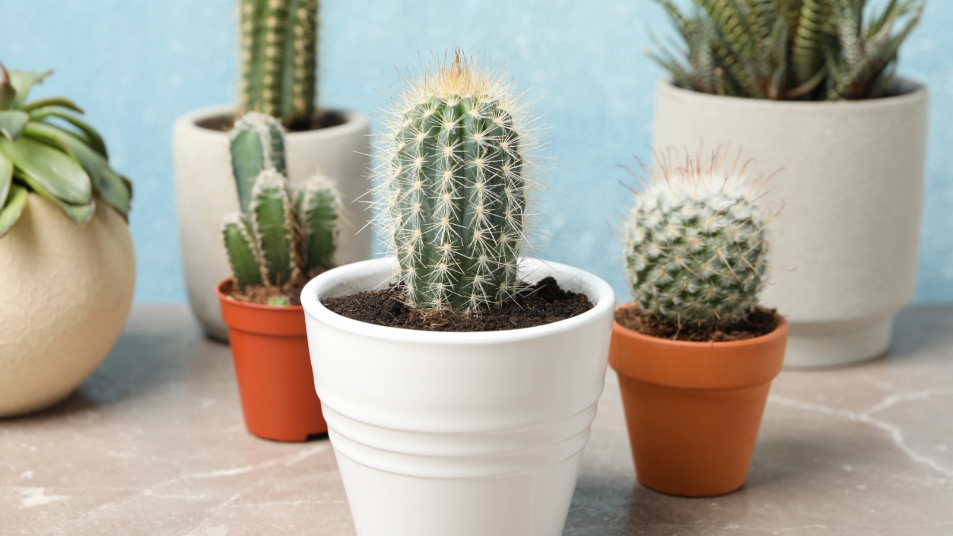 Можно ли удобрять кактусы кофейной гущей?