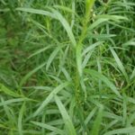 Траву, которую можно размножить зимой и посадить весной.