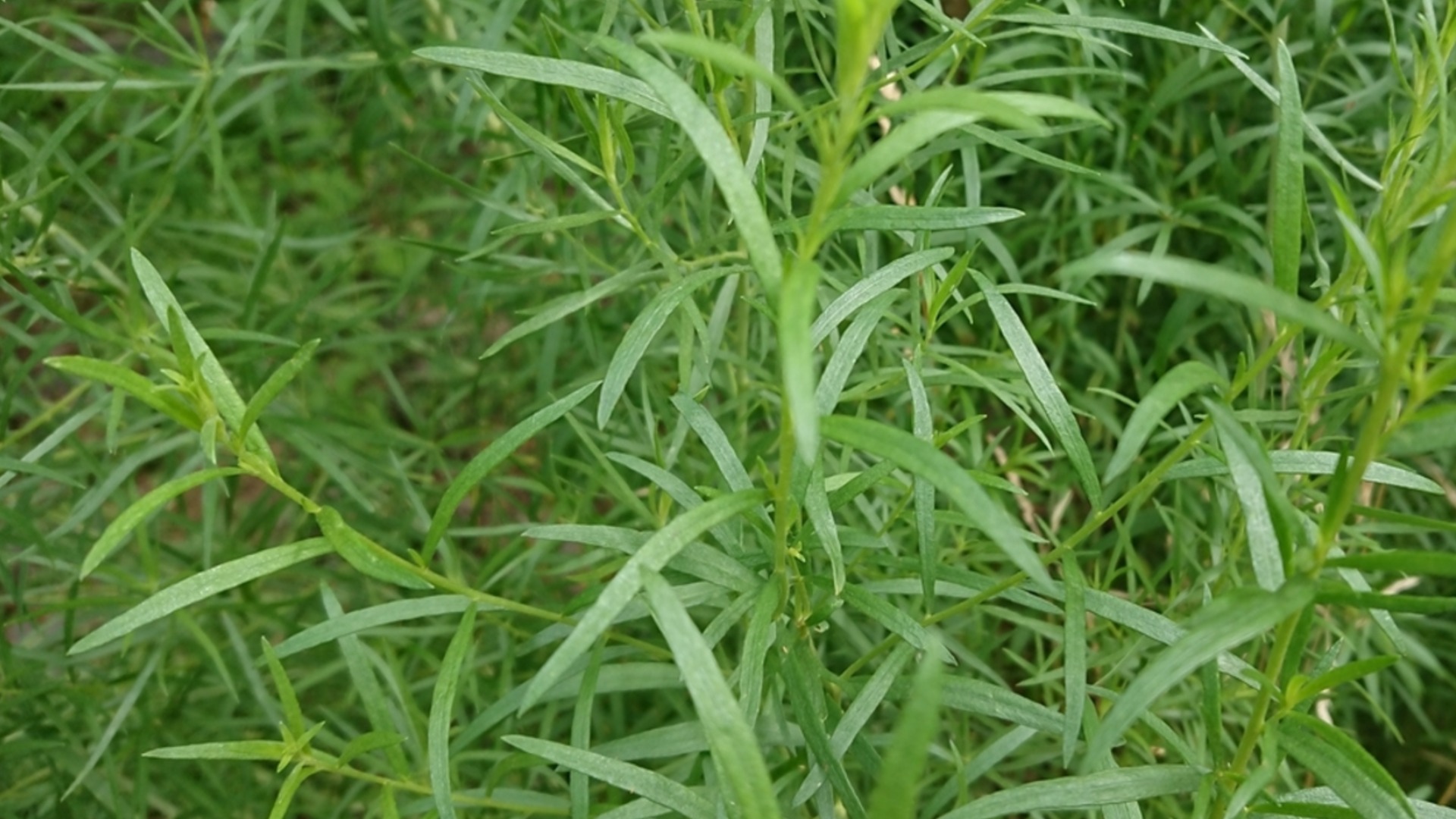 Траву, которую можно размножить зимой и посадить весной.