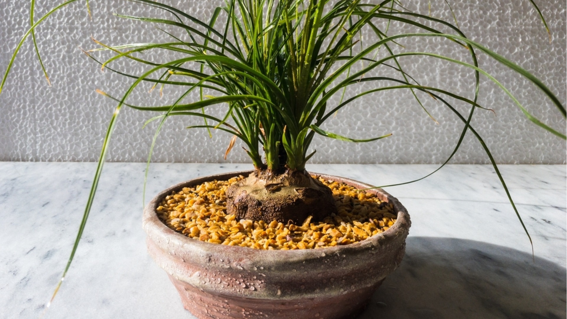 Комнатное растение, которое будет процветать в самых теплых частях вашего дома.