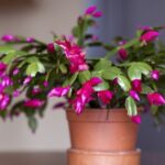 Как размножить рождественский кактус черенками