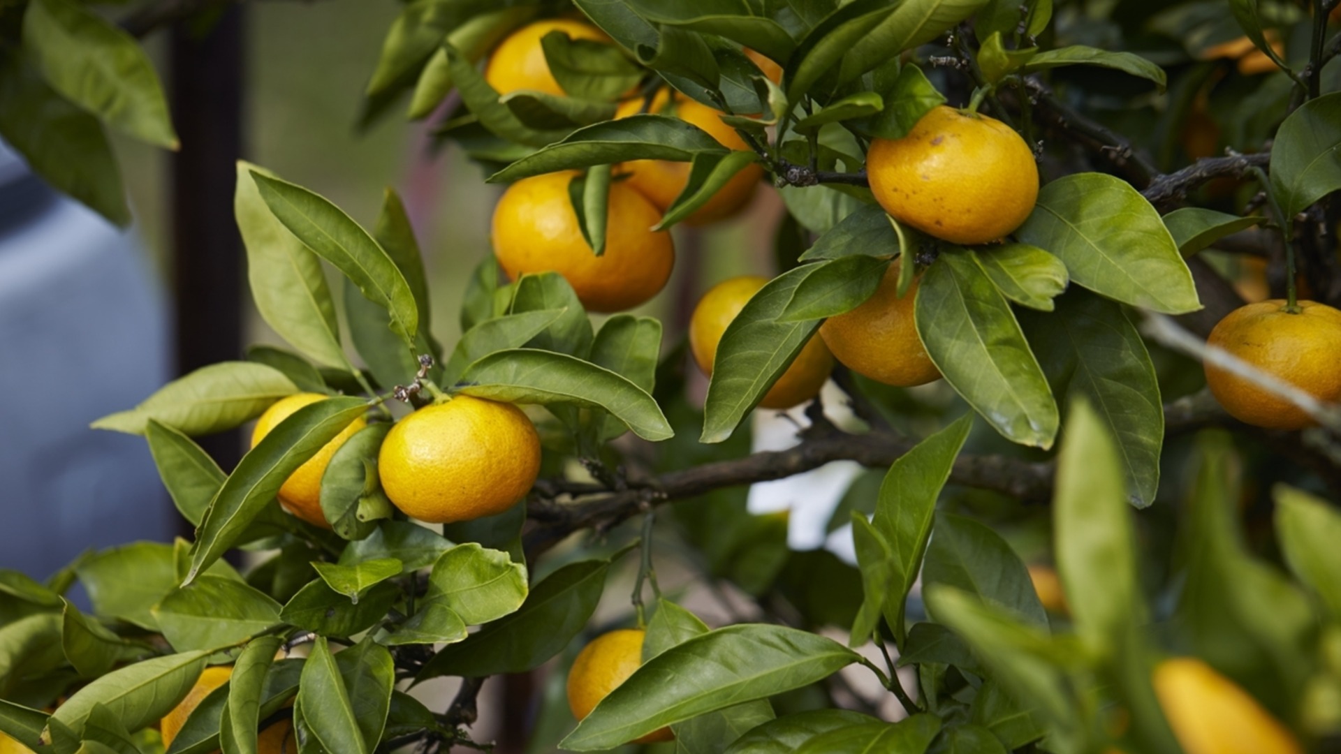 Как спасти цитрусовые, у которых в холодные месяцы начинают опадать листья