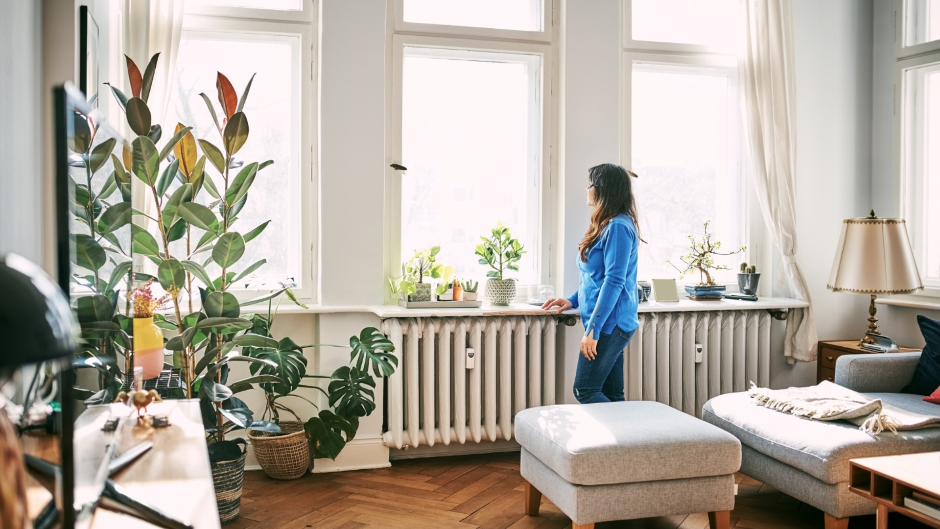 4 комнатных растения, которые цветут зимой рядом с батареями отопления