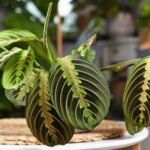 Как вырастить молитвенное растение у себя дома