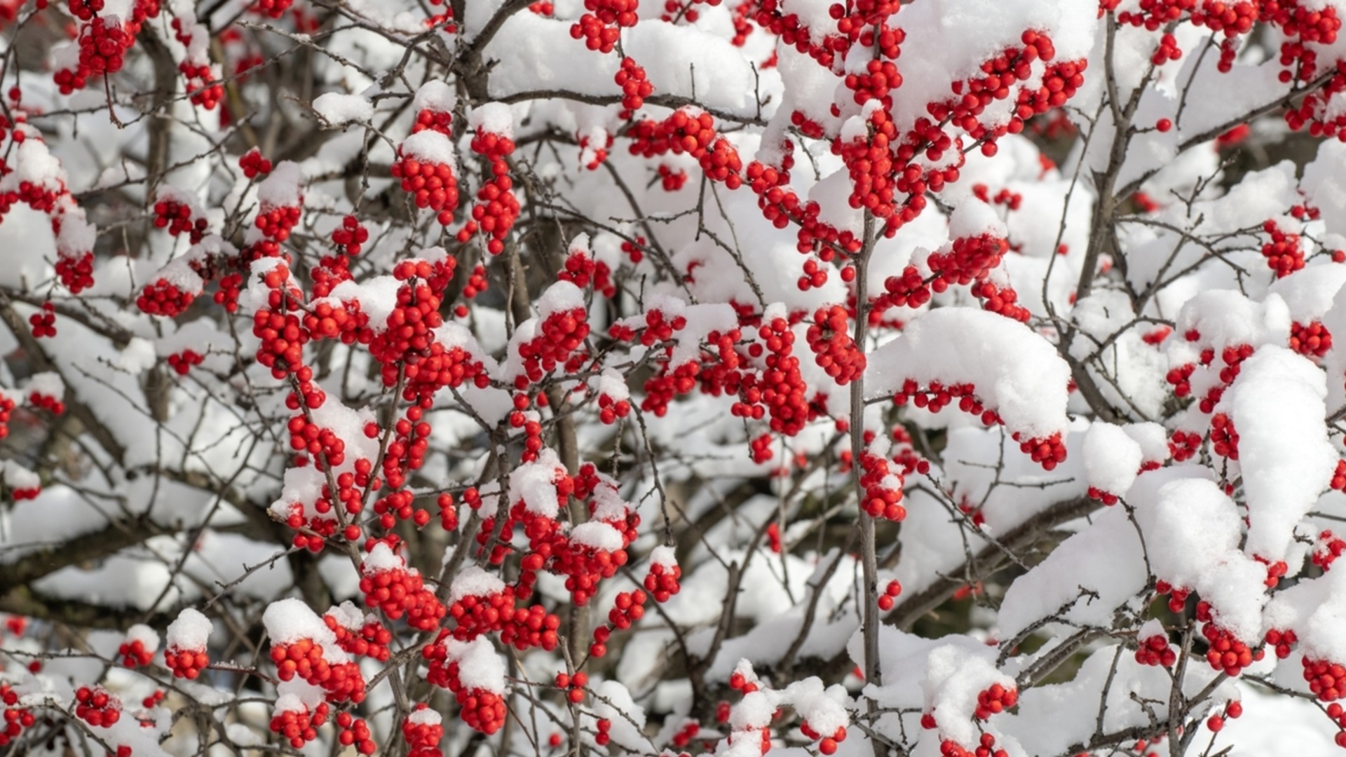 Садоводы им доверяют: зимние растения, способные пережить снег и сильные морозы