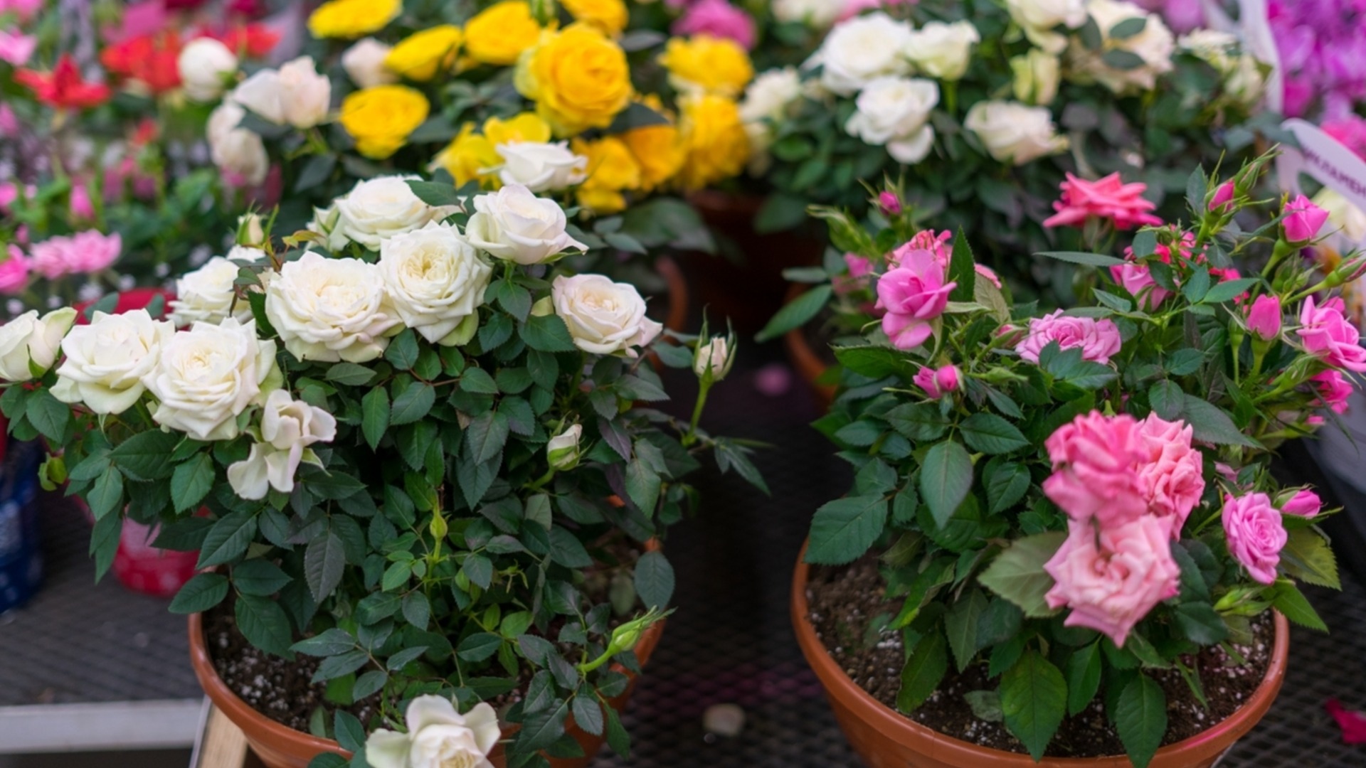 Как вырастить цветущие розы в горшках