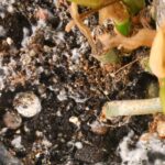 Как ограничить появление плесени в теплице зимой