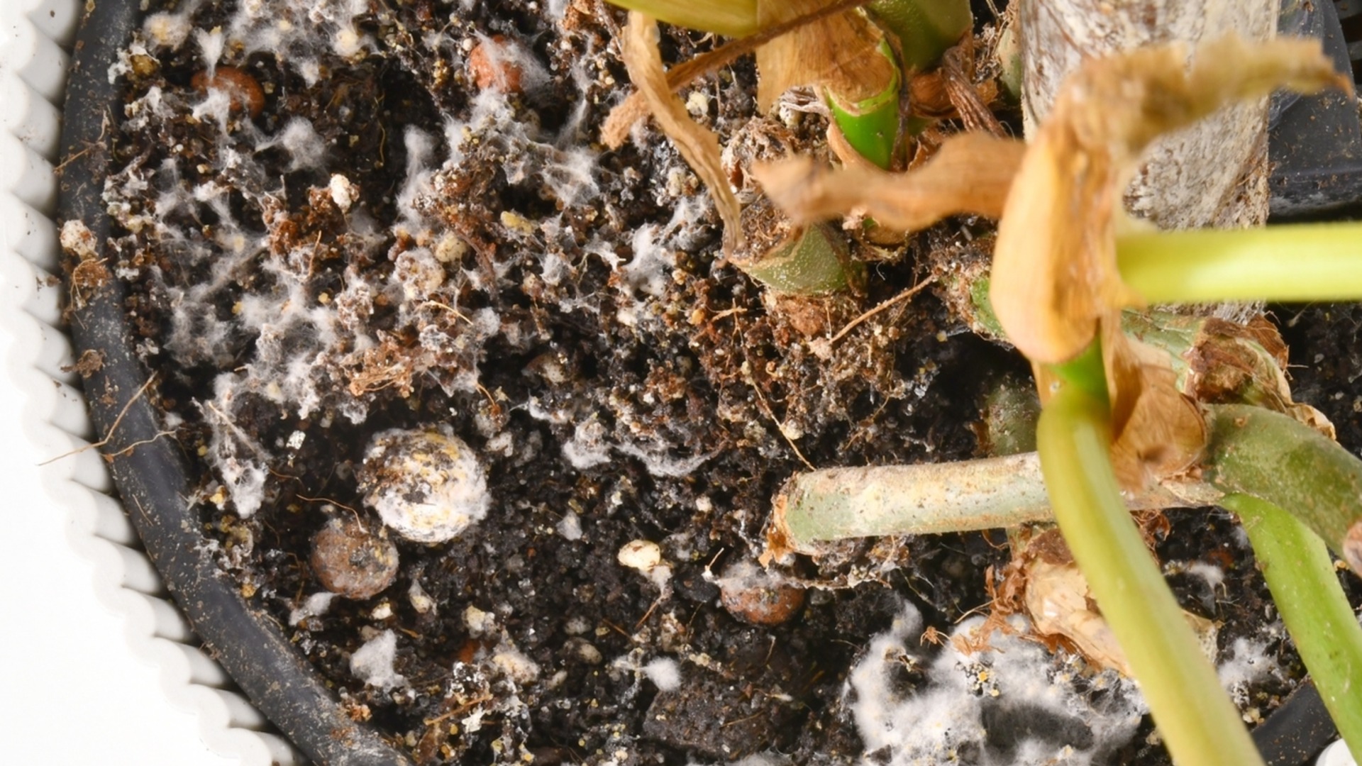 Как ограничить появление плесени в теплице зимой