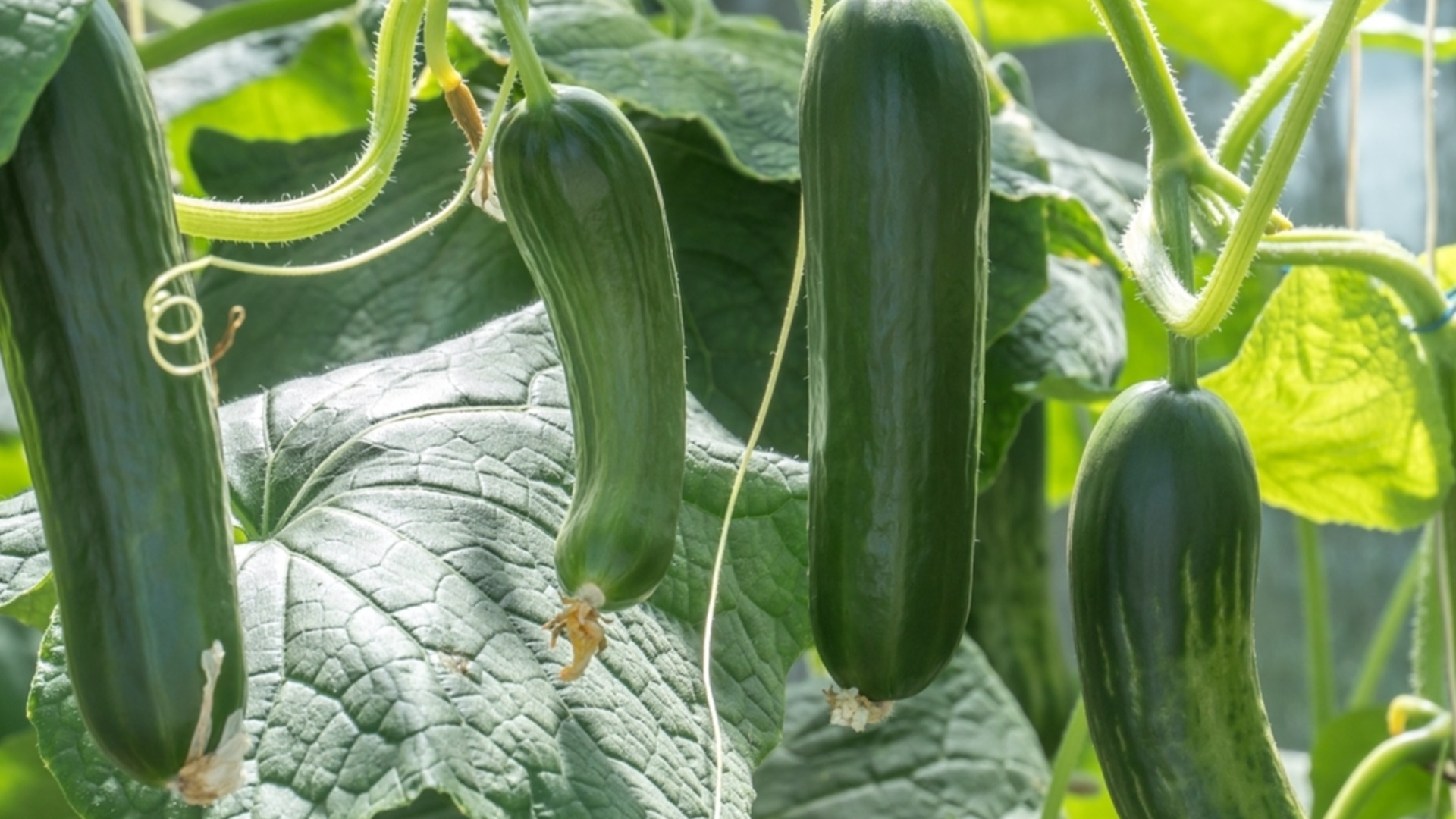 Популярная трава, которую нельзя сажать рядом с огурцами