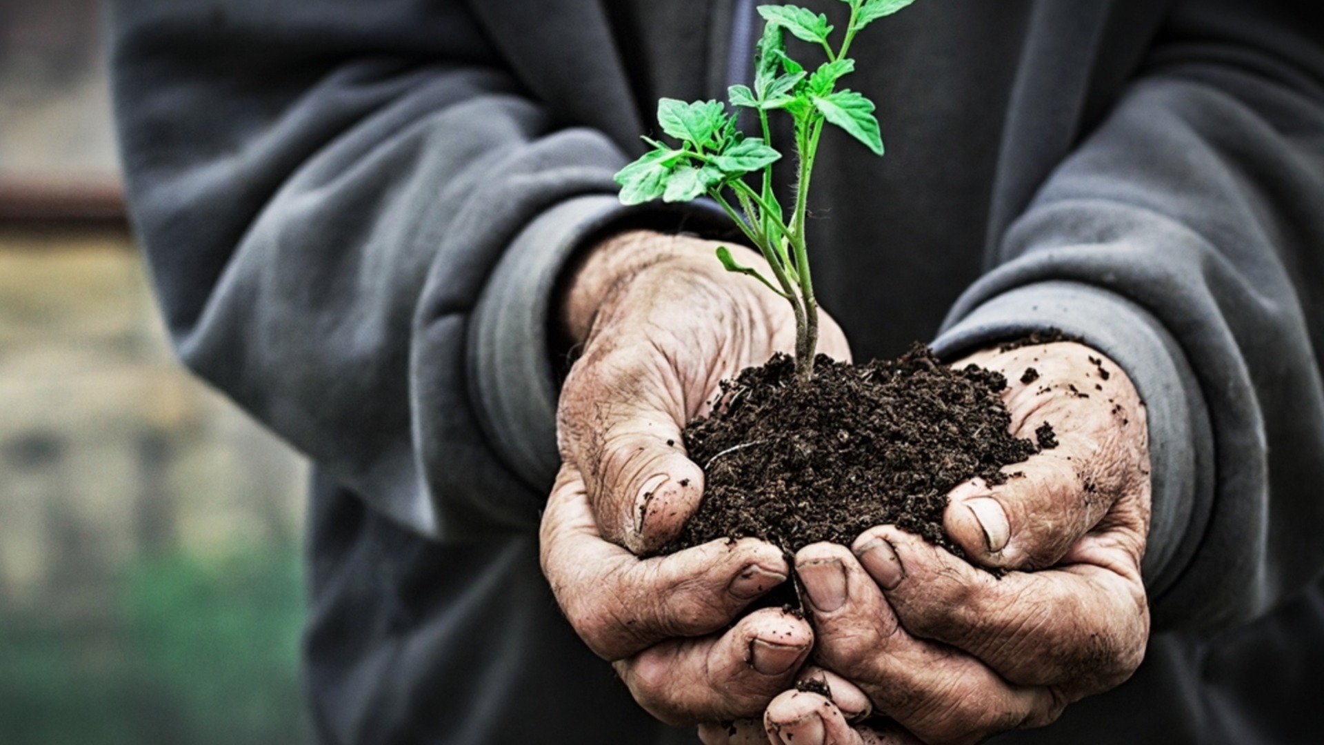 Лунный посевной календарь на январь 2026 года: Когда лучше сажать рассаду?