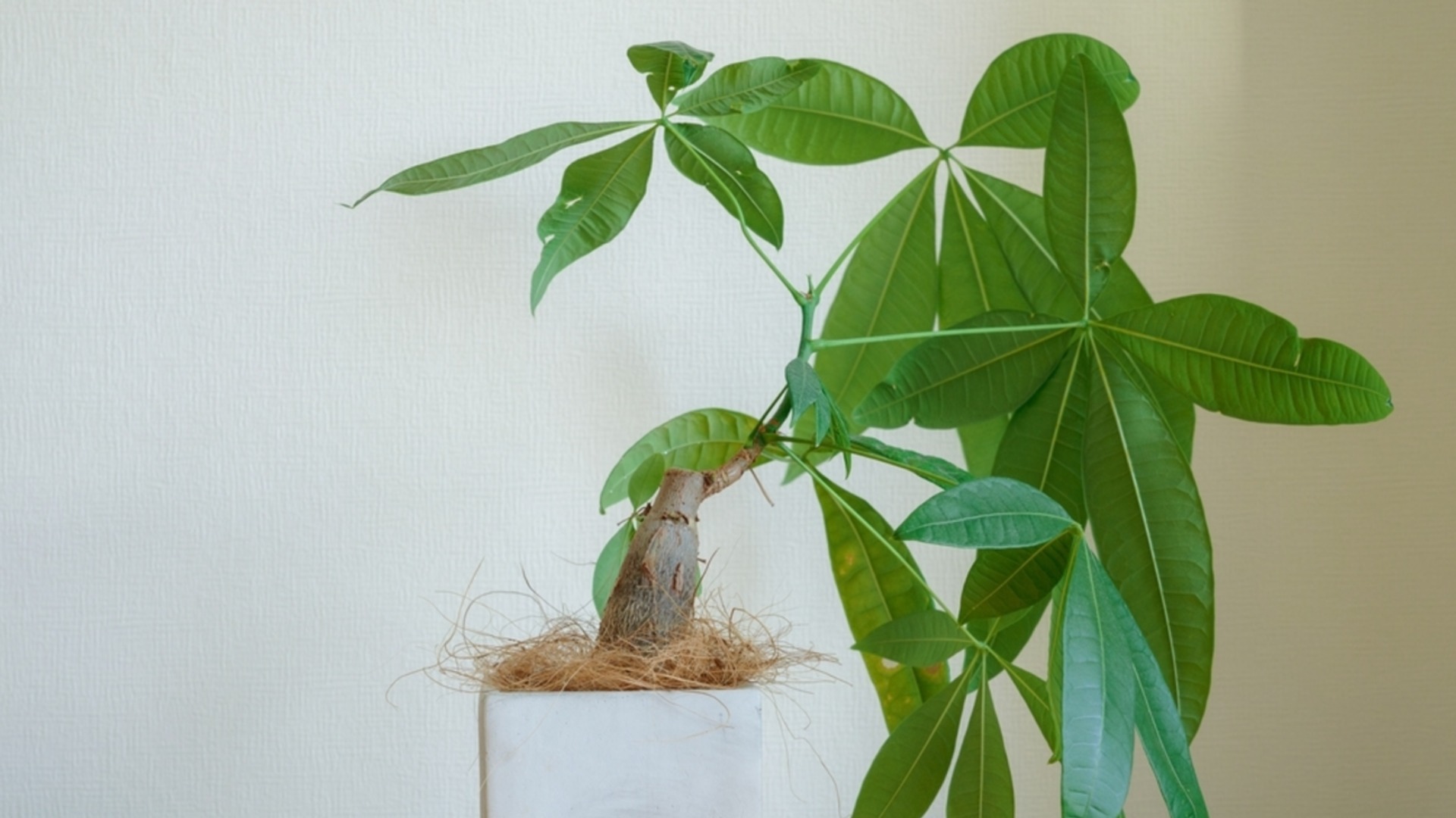 Как легко размножить денежное дерево