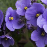 Когда и как размножать африканскую фиалку