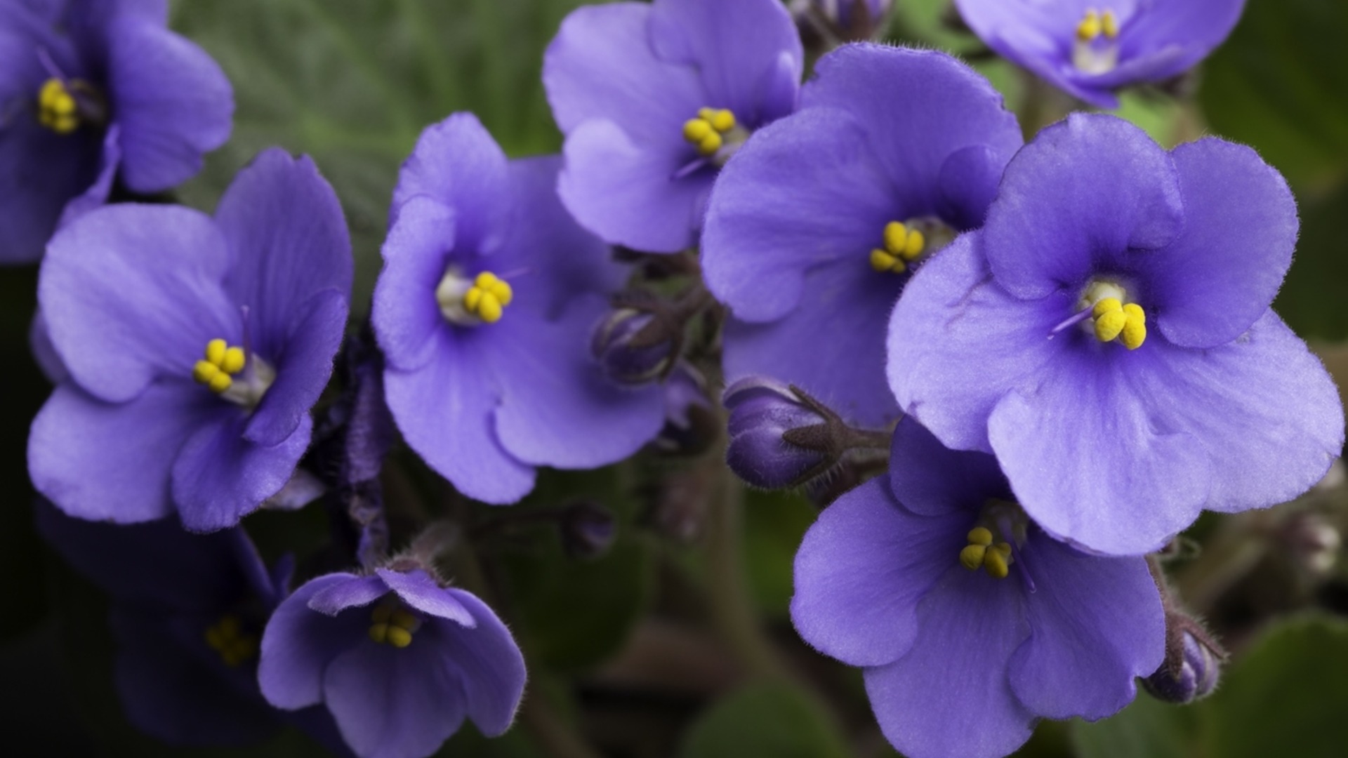 Когда и как размножать африканскую фиалку