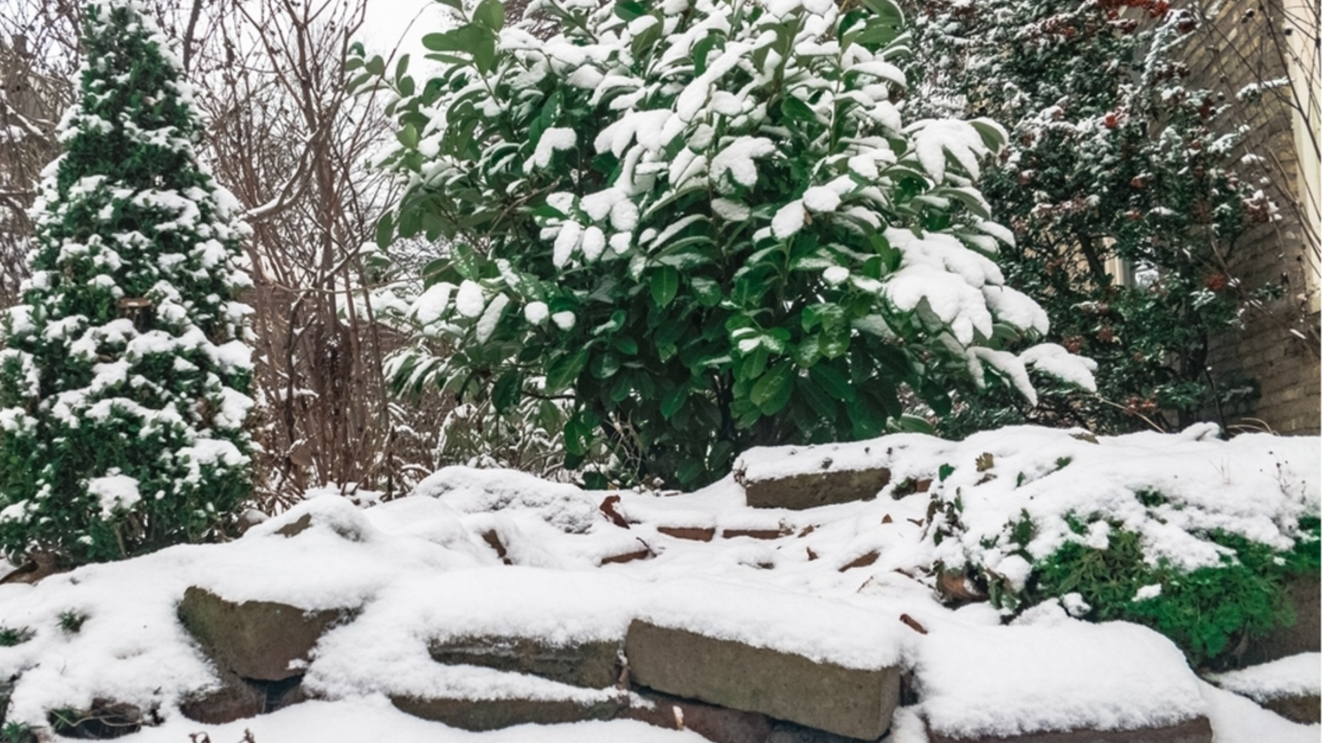 Простой зимний трюк для уничтожения сорняков