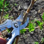 Обрезка в декабре: 8 растений, которые следует обрезать в этом месяце