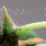 Как избавиться от паутинного клеща на комнатных растениях