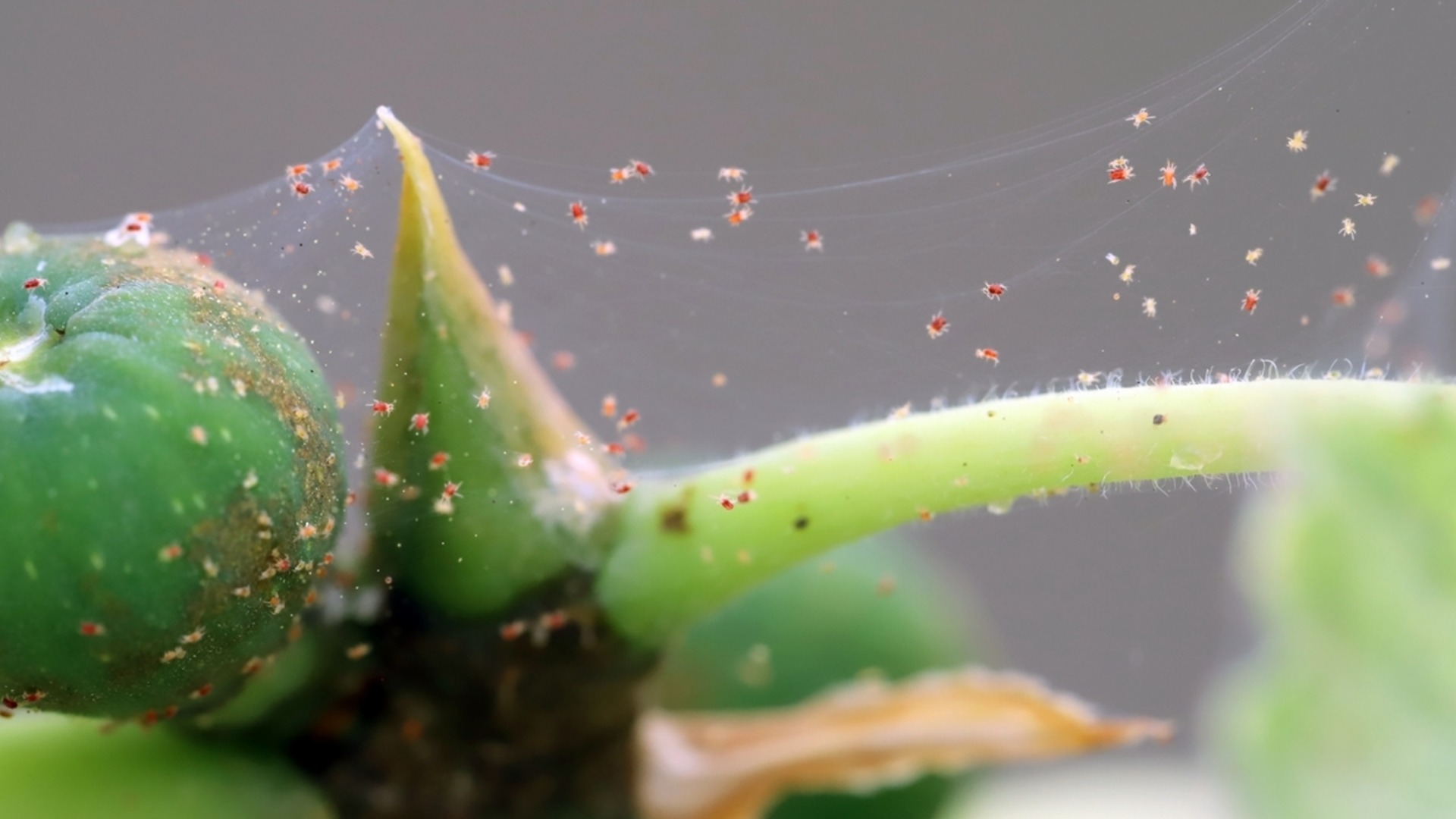 Как избавиться от паутинного клеща на комнатных растениях