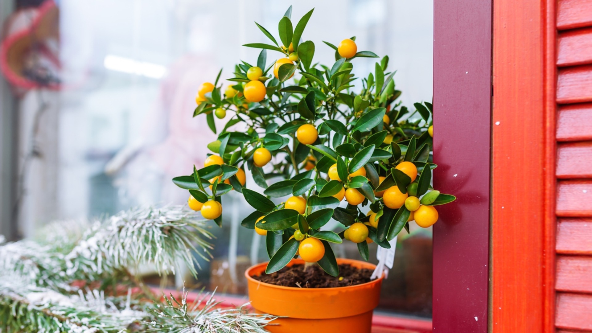 Лимонное дерево перестает расти? Не бойтесь – ему просто нужен зимний отдых и правильный свет.