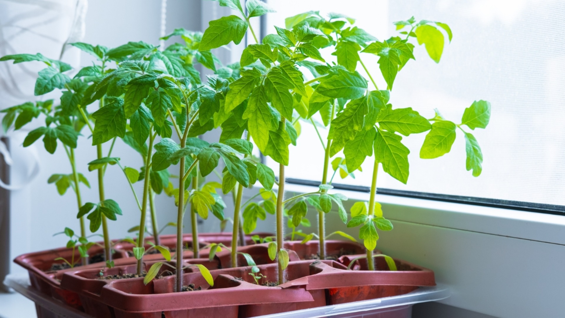 Секрет здоровой рассады томатов: 2 ингредиента принесут желаемый урожай