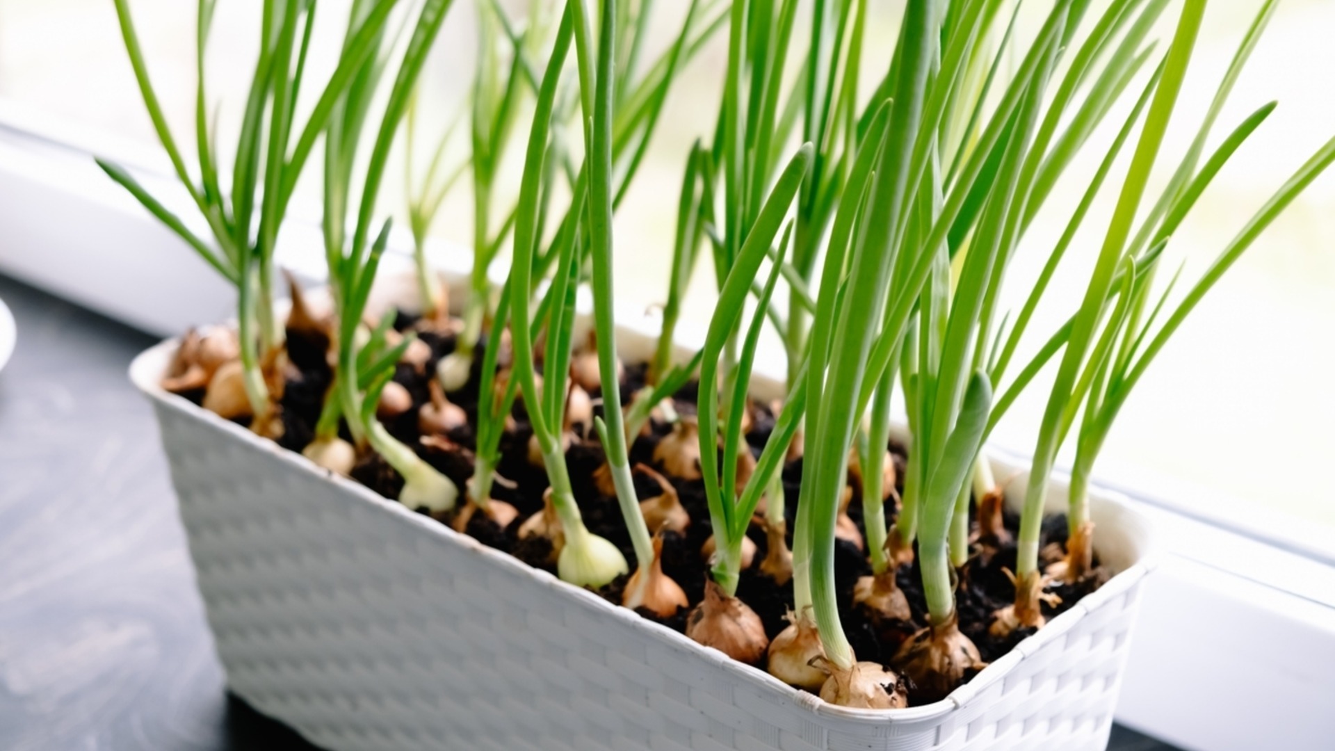 Как вырастить зеленый лук в домашних условиях