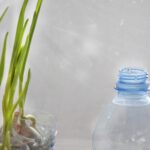 Как вырастить чеснок в пластиковых бутылках дома