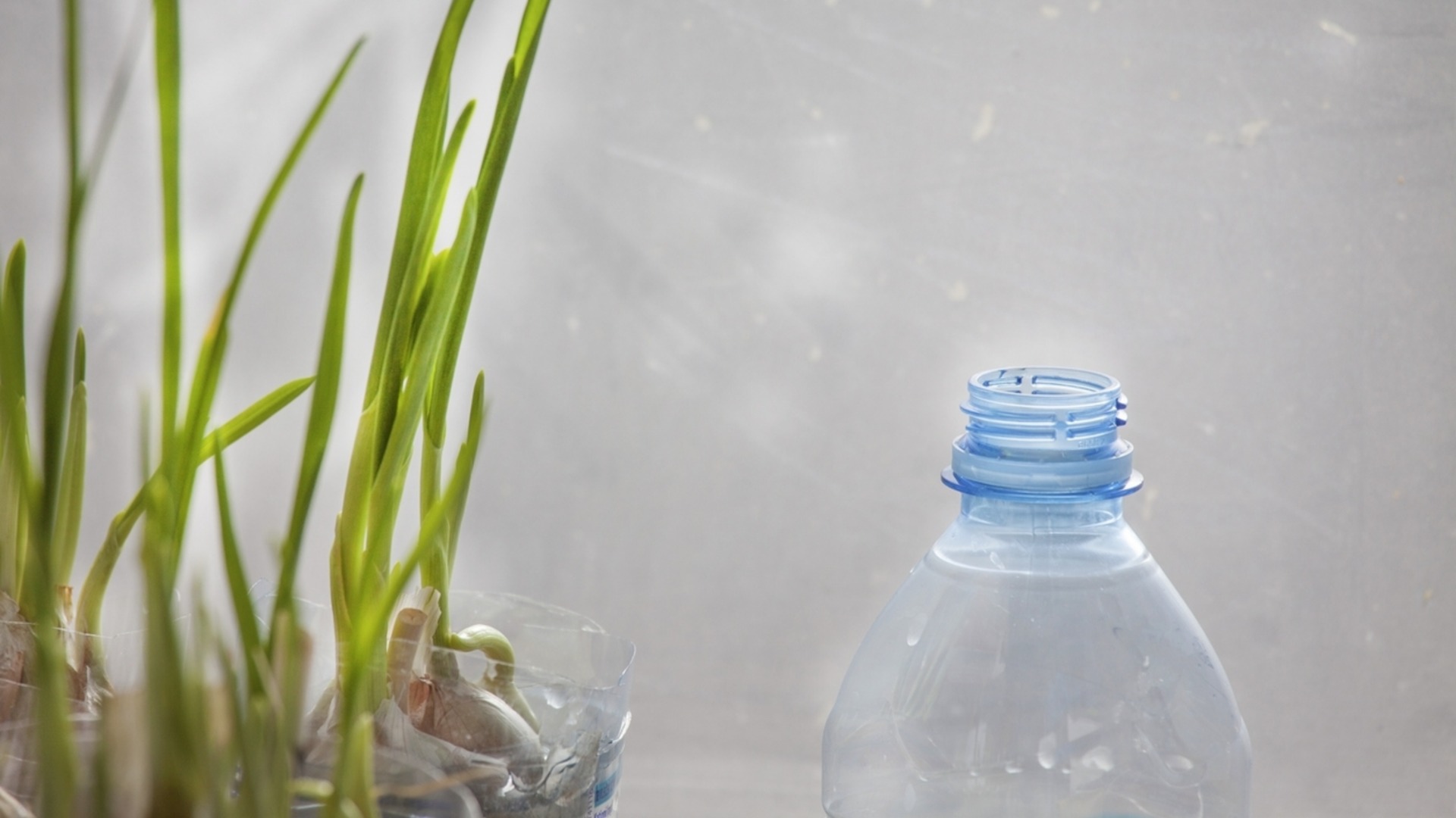 Как вырастить чеснок в пластиковых бутылках дома