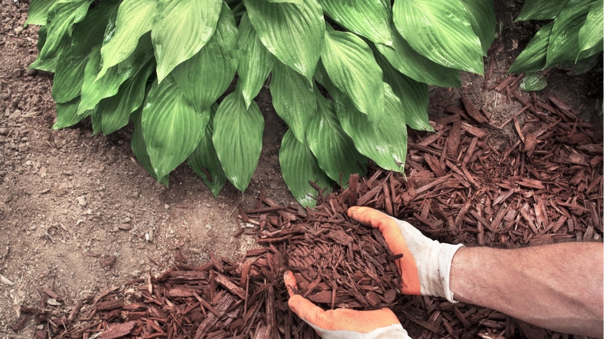 Что делать, если мульча начала удерживать слишком много влаги