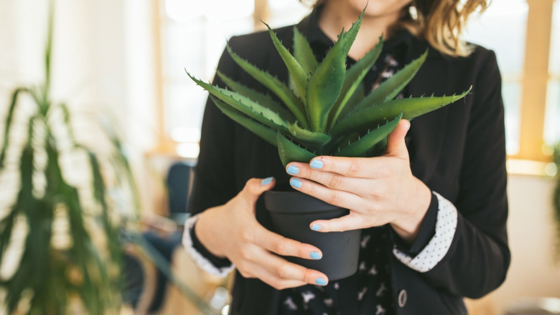 Как размножить растение алоэ вера