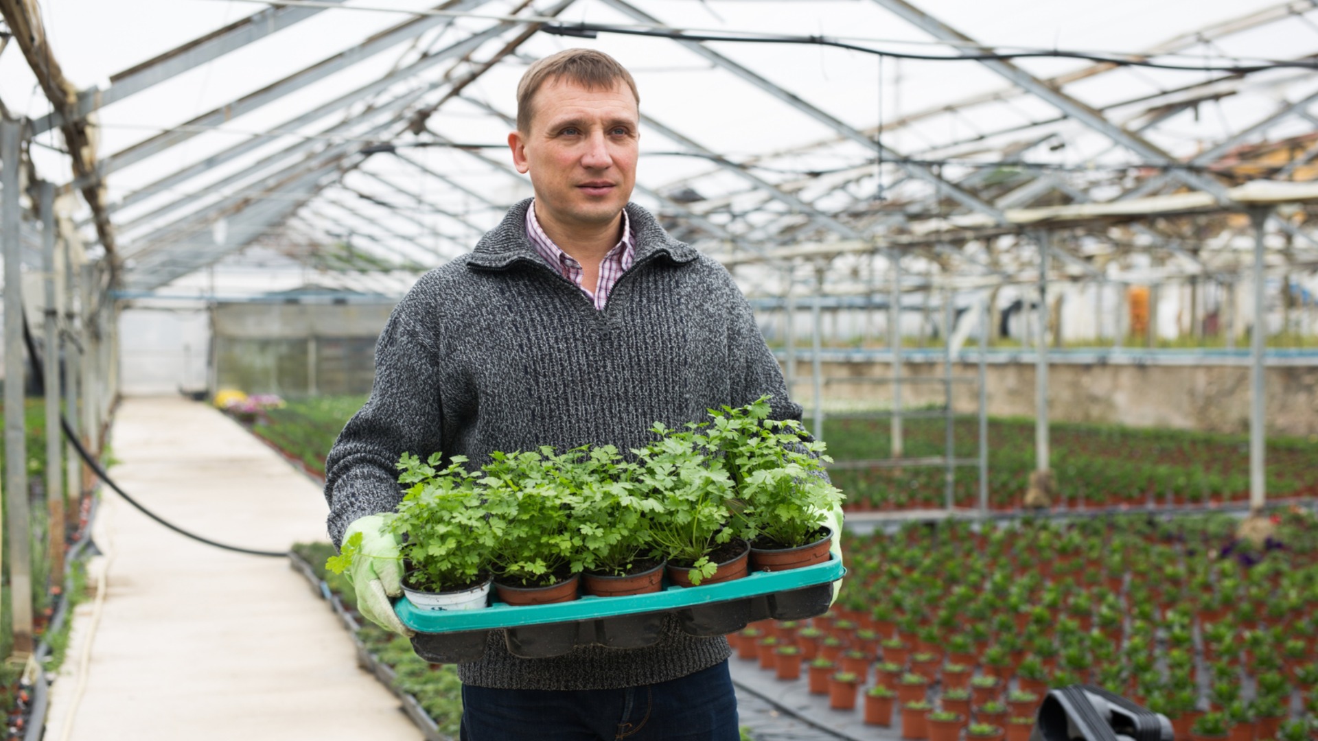 Как бороться с влагой в теплице зимой