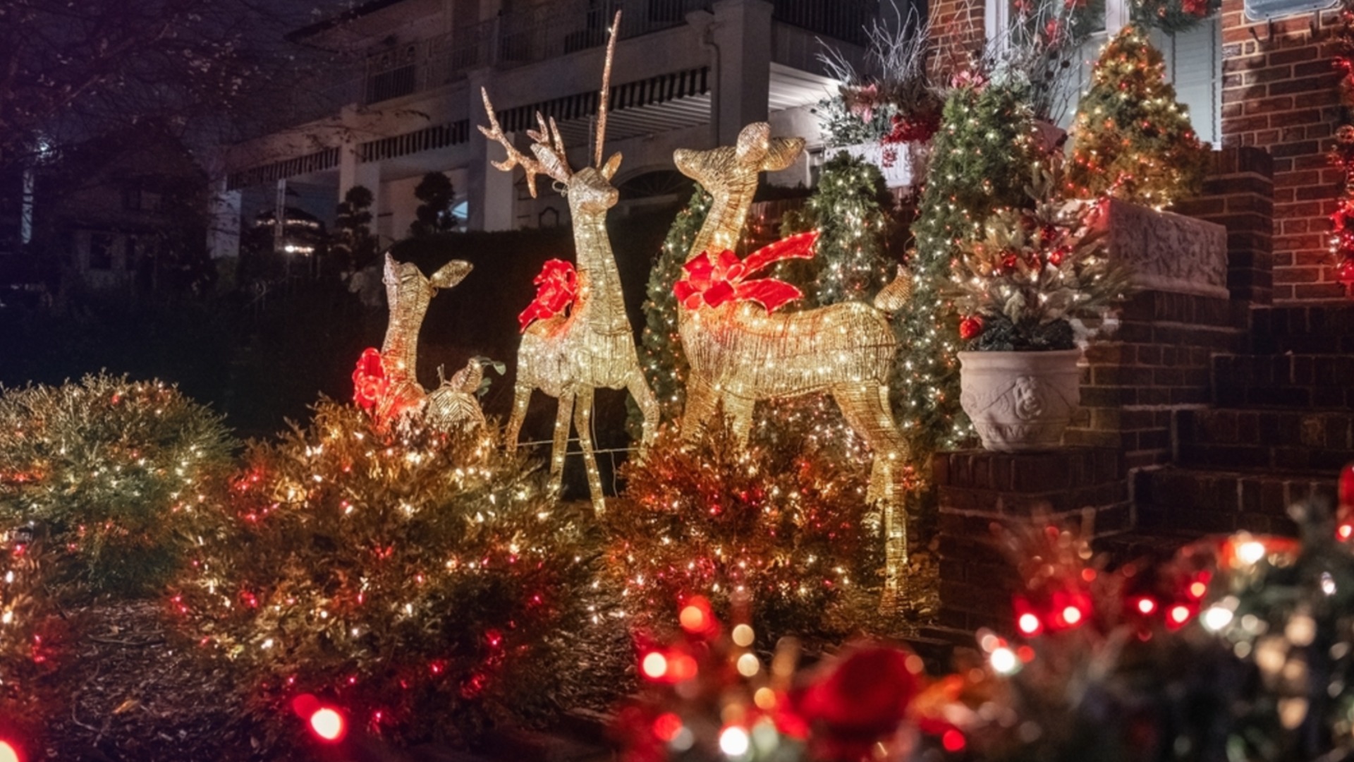 Выносливые вечнозеленые растения для наружного украшения, которые прослужат долгое время.