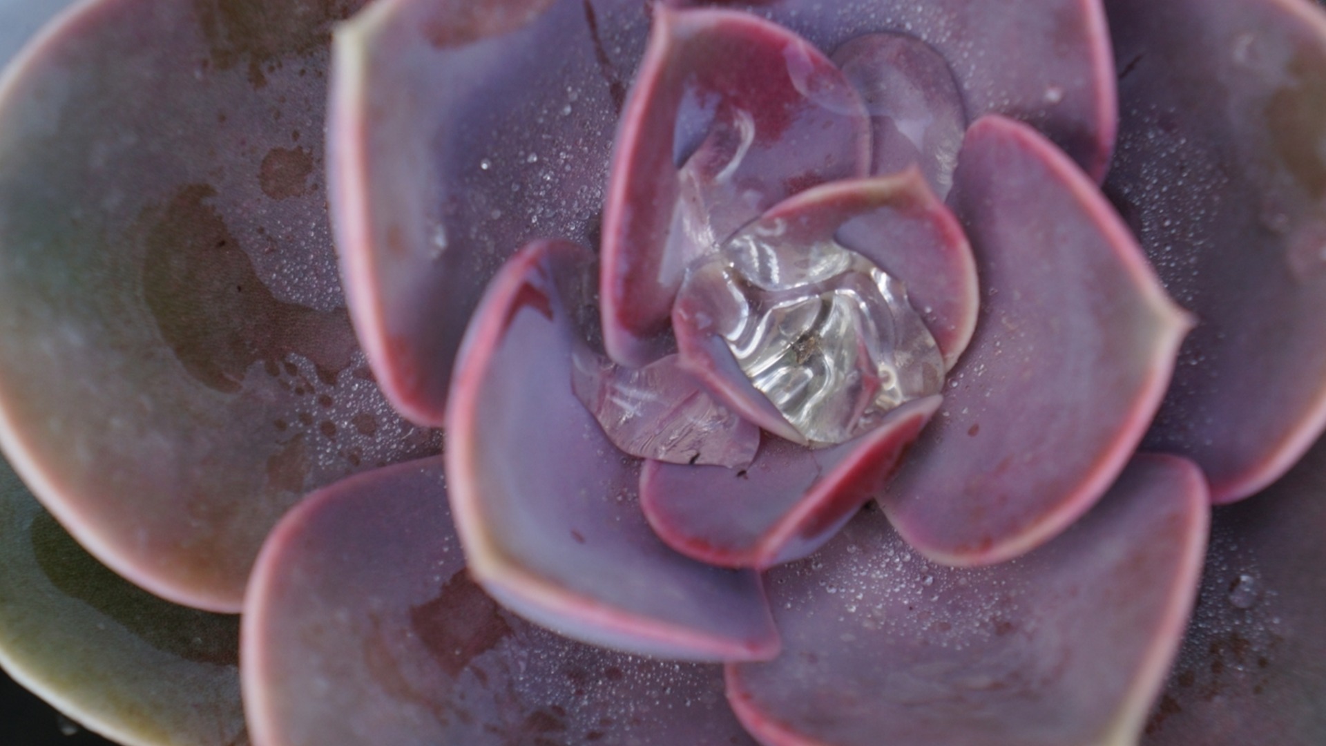 «Пыль» на ваших суккулентах? Вот что это на самом деле