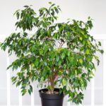 Вместо вареного зятя: Вот что положить между фикусом и окном