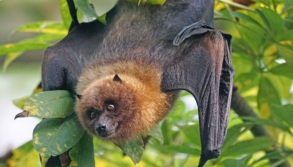 Летучие мыши и новый вирус: в Бангладеш подтверждена опасная инфекция