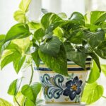 Шаг за шагом: как размножить потос