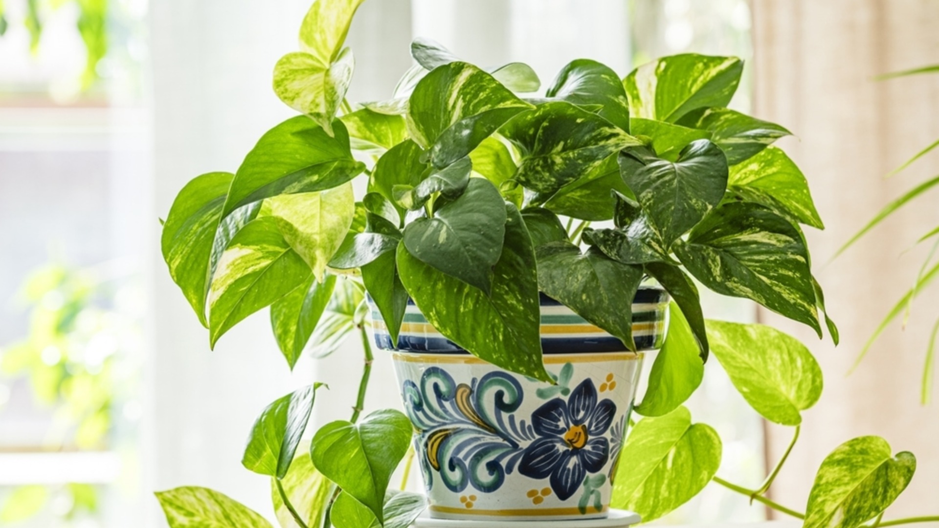 Шаг за шагом: как размножить потос