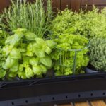 Почему этой зимой следует отказаться от зимующих трав