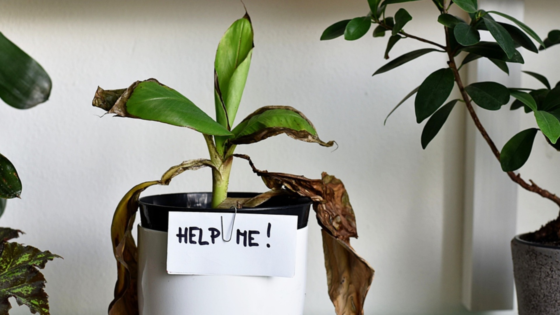 Как избавиться от мучнистого червеца на комнатных растениях