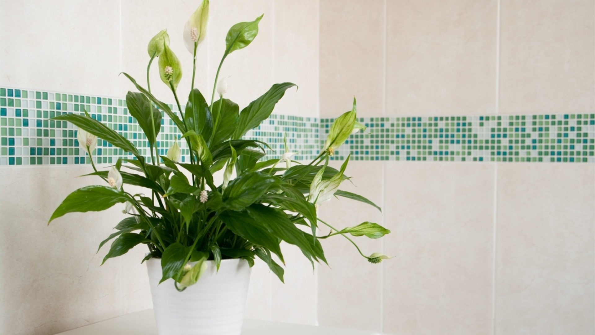 Как вырастить мирную лилию, чтобы она цвела долгие годы