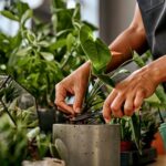 Эти 2 вещи являются ключевыми для ваших растений зимой