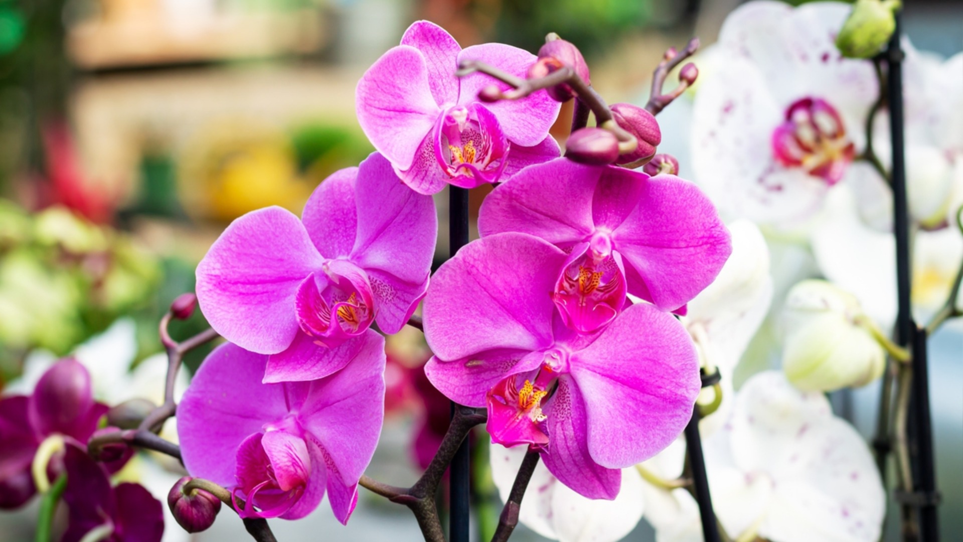 Режим зимнего полива для орхидей, цветущих в декабре