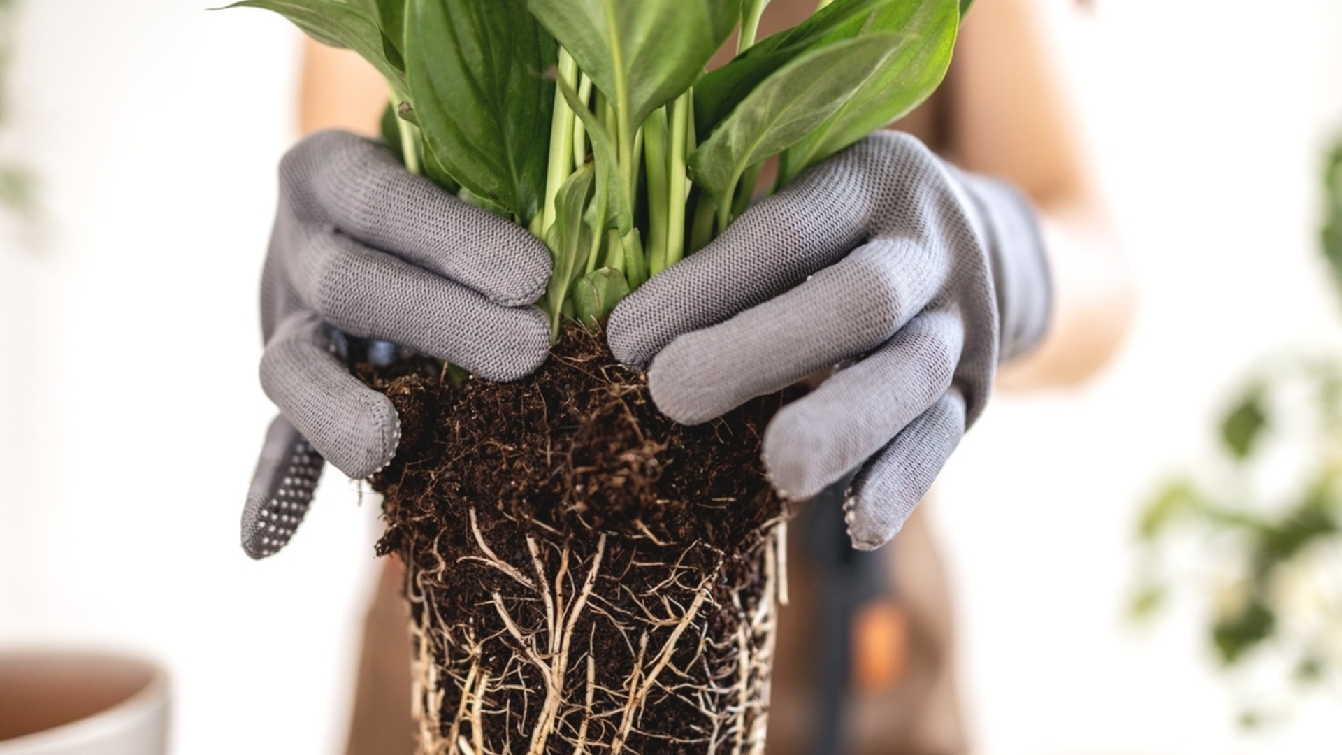 Самые простые комнатные растения для размножения зимой