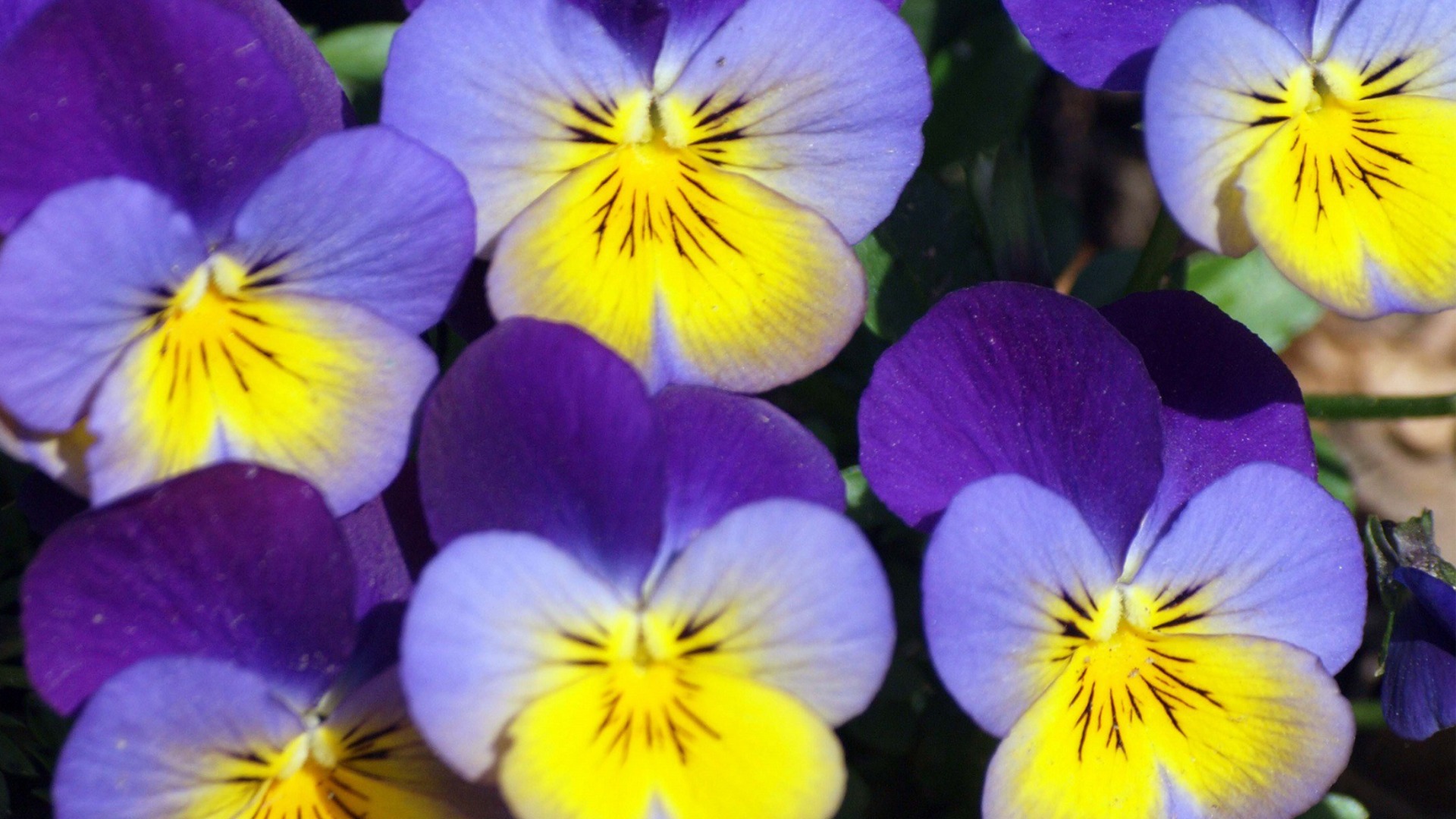 Зима – лучшее время для формирования фиалок