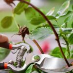 Как защитить розы после первых заморозков?