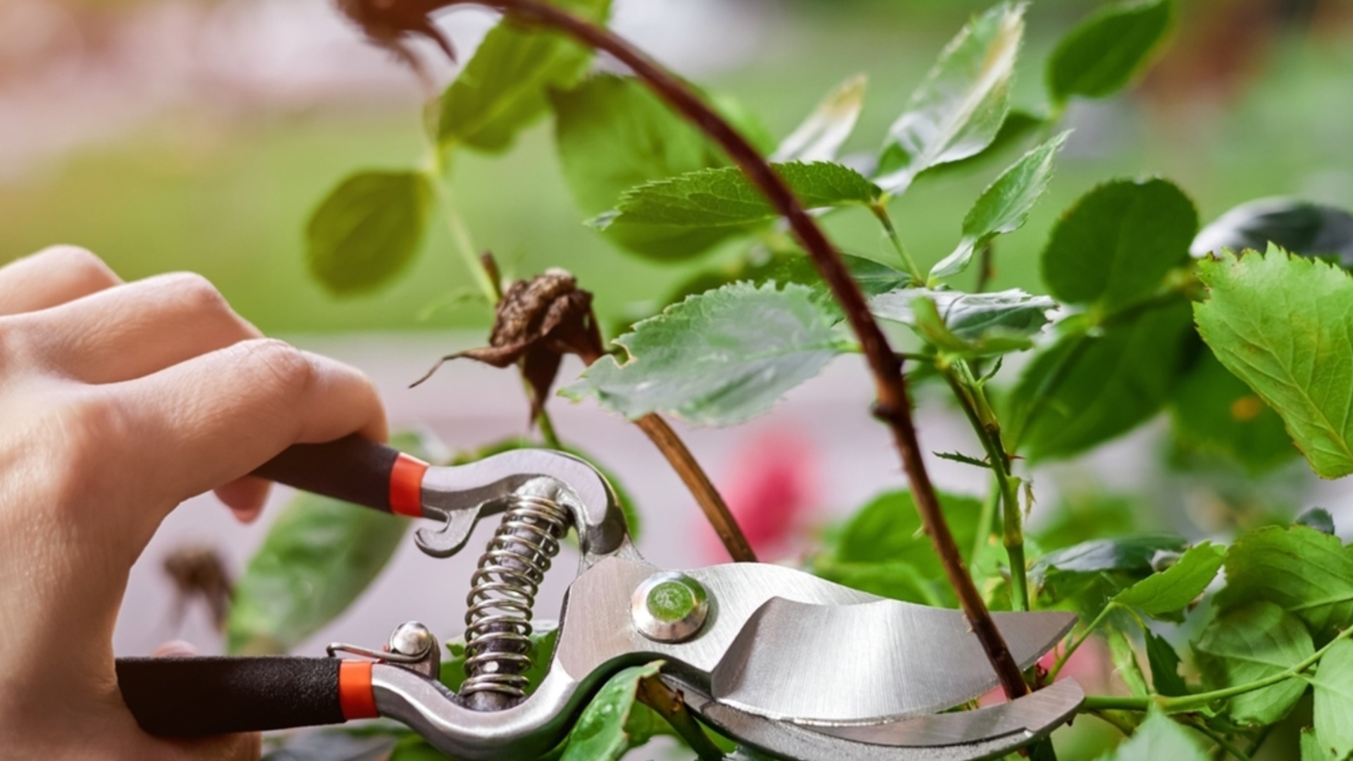 Как защитить розы после первых заморозков?