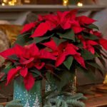 Как обрезать пуансеттию, чтобы она цвела обильно