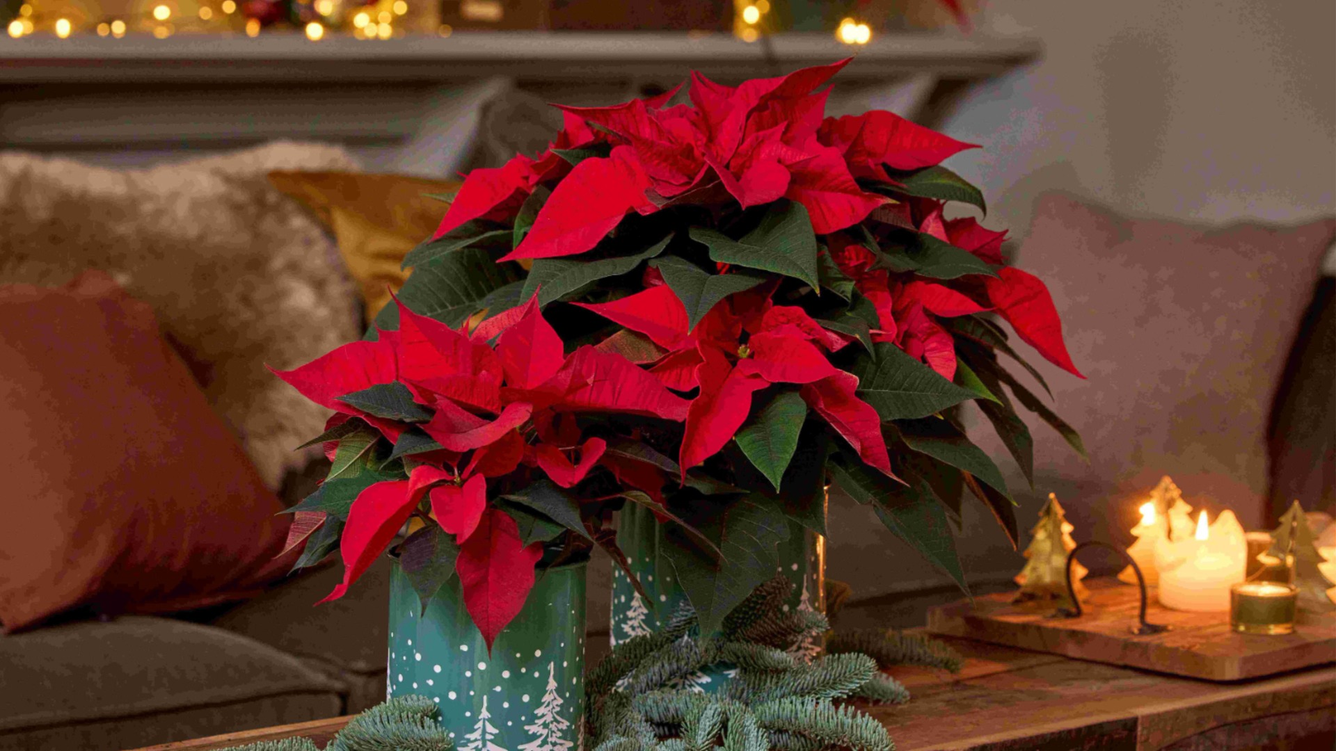 Как обрезать пуансеттию, чтобы она цвела обильно