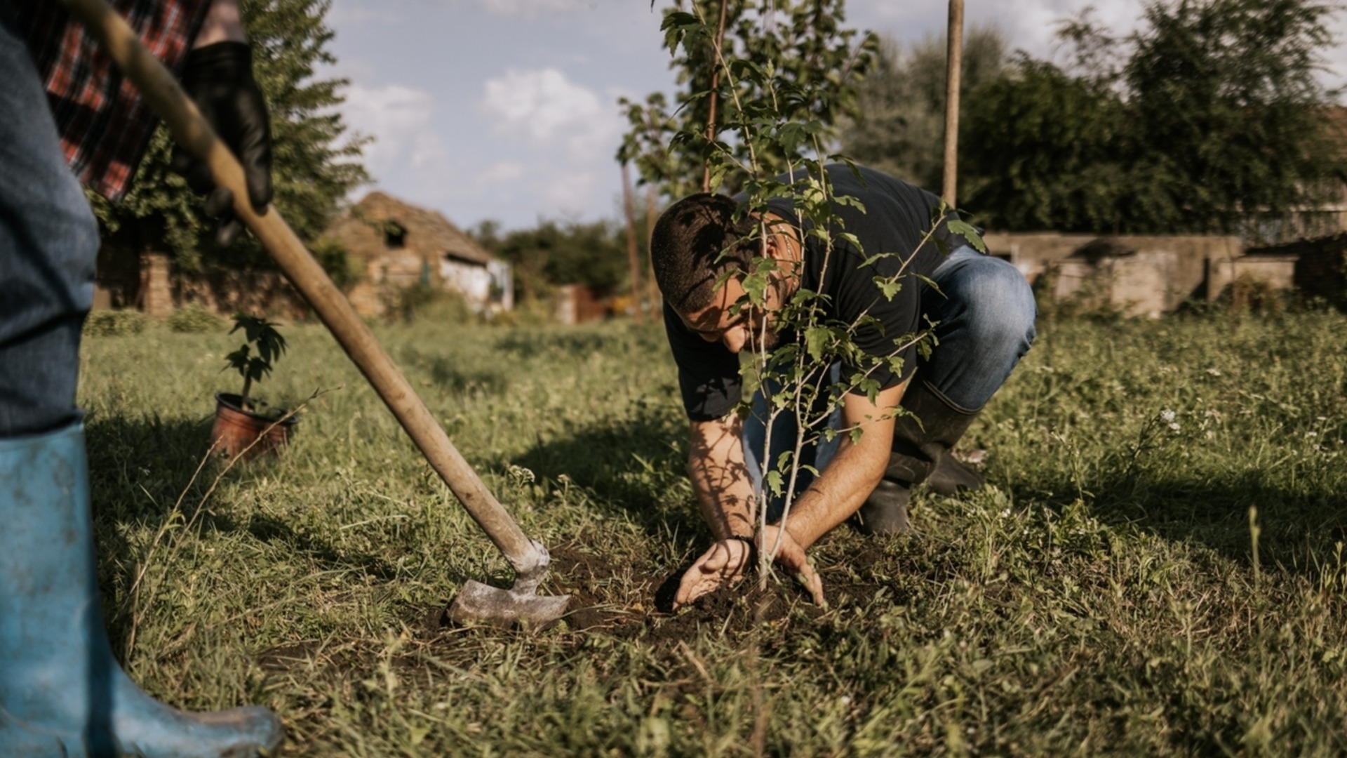 Что делать при раннем загнивании озимых культур